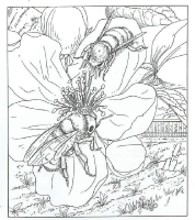 A coloring page of nature in the backyard